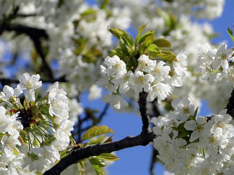 Free photo: Cherry Blossom, Flowers, Cherry - Free Image on Pixabay - 746598