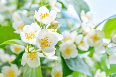 Ultimate Guide to Jasmine Flower Meaning and Uses - Petal Republic