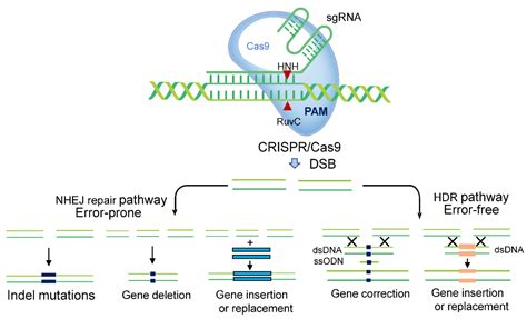 Horticulturae | Free Full-Text | CRISPR-Cas9 Gene Editing for Fruit and Vegetable Crops ...