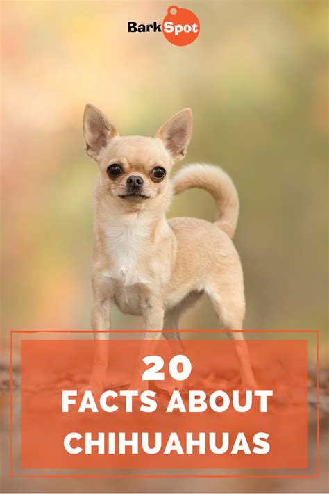 20 Facts About Chihuahuas | Small dog breeds, Dog facts, Dog mom humor
