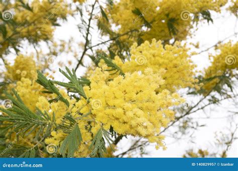 Blooming Yellow Mimosa on a Tree Stock Image - Image of march, leaf: 140829957