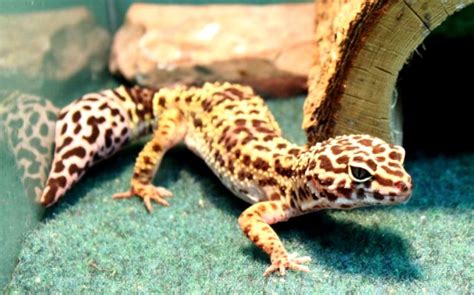 best-leopard-gecko-vivariums-2 - Vivarium World