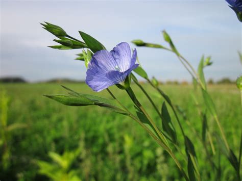 Linum usitatissimum Seeds £1.98 from Chiltern Seeds - Chiltern Seeds Secure Online Seed ...