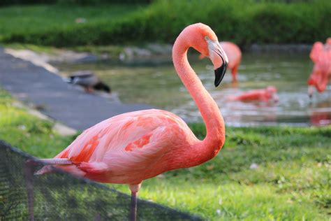 This Bahamas Resort Will Pay You to Hang Out With Flamingos