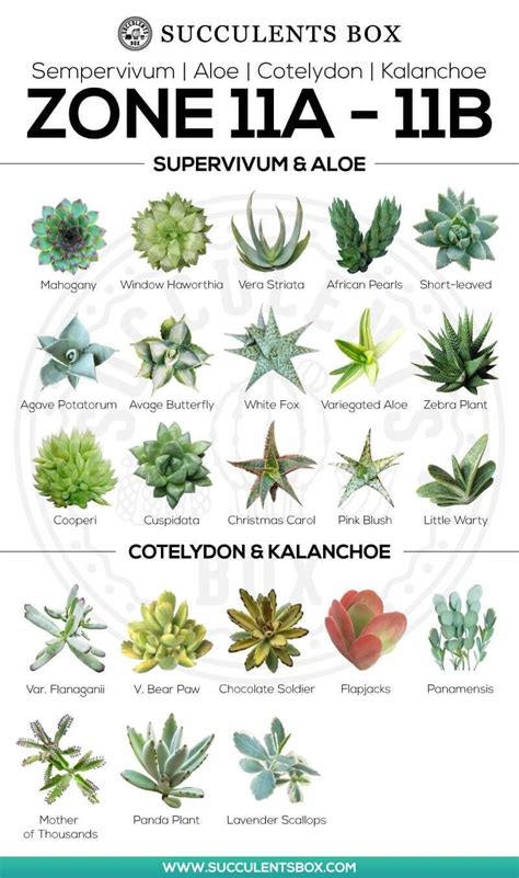 Succulents Zone 11 #succulent #succulent #names | Types of succulents ...