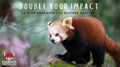 'Our Goal is Zero Panda Poaching': Q&A with Frontliners of our Campaign to Stop the Illegal Red ...