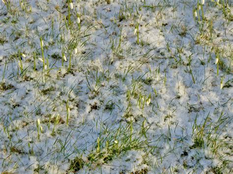 Snowdrops at Hodsock Priory and spring - The Garden Post