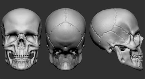 Skull 3D model | CGTrader