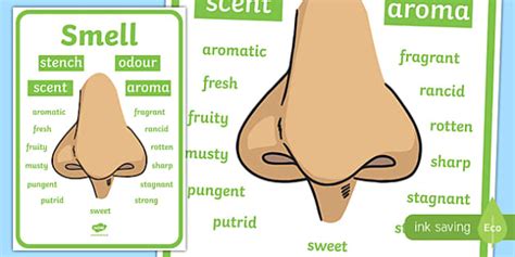 Smell Vocabulary Display Poster