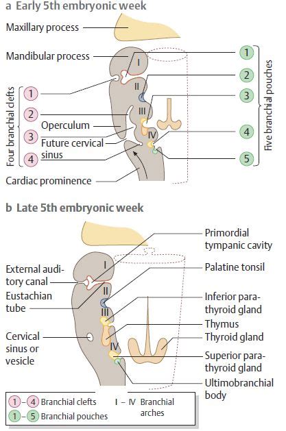 Branchial Pouch Derivatives