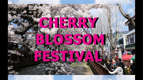 Cherry Blossom Festival ~ - YouTube