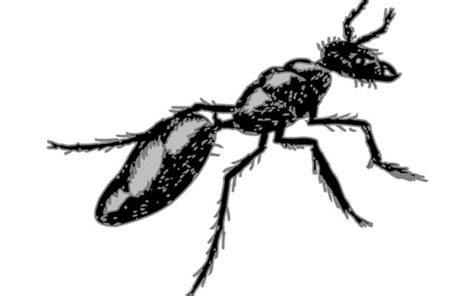 Carpenter Ant Prevention Tips For Your Home