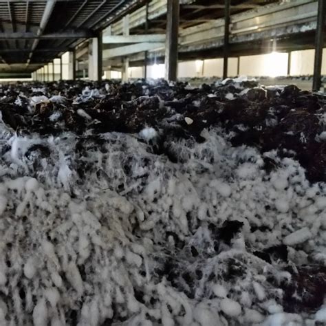 mushroom cultivation