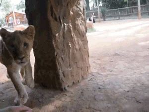 cute animals lion cub gif | WiffleGif