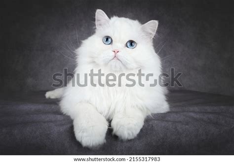 9,483 Persian Cats Blue Background Images, Stock Photos & Vectors ...