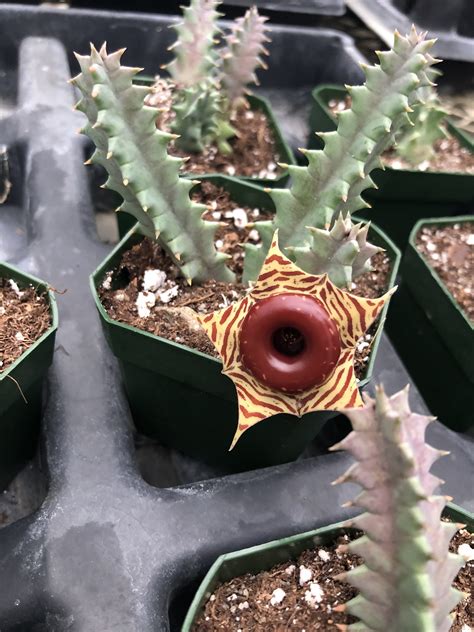 Stapelia Succulent Plant | Cactus Kingdom