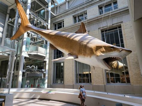 Life-sized model of a Megalodon hanging at the Smithsonian Natural ...