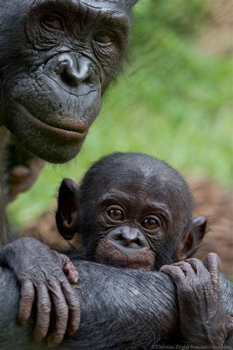 Bonobo mother and child :: Bonobo Conservation Initiative. Photos of bonobos with infants reveal ...