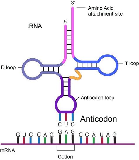 molecular biology - Orientations of codon and anticodon - Biology Stack ...