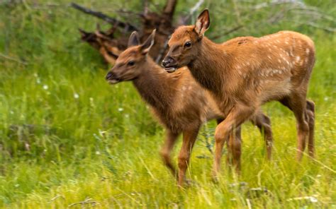 Baby Elk Calf: 8 Pictures and 7 Amazing Facts - A-Z Animals