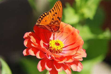 Butterfly and Zinnia - Planters Place