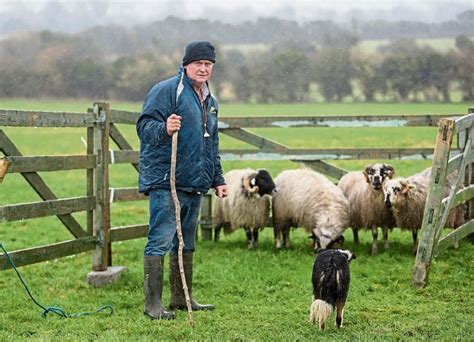 Ireland Sheep Dog Trials Finals come to Clonmel - Tipperary Live