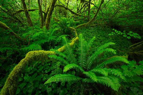 JESS FINDLAY PHOTOGRAPHY — Temperate Rainforest Ferns - Landscapes