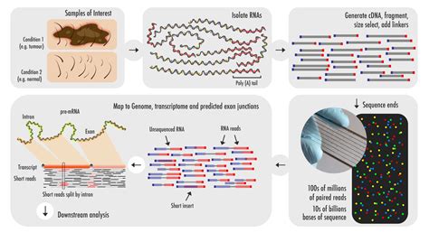 RNA-Seq:基础知识、应用程序和协议|技术网络188金宝搏备用 - 188bet金宝搏手机网页,188金宝搏备用