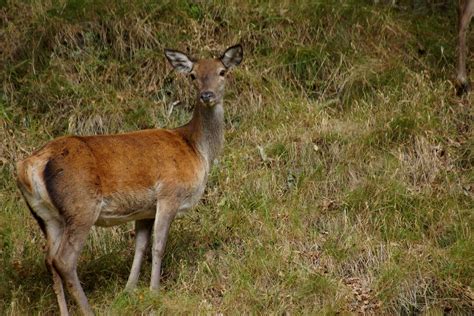 Red Deer Hind | Red Deer Hind in Glen Lyon. | Jim Brown | Flickr