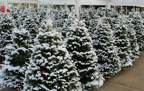 Fresh-cut Christmas Trees | Seattle Area | Carpinito Bros