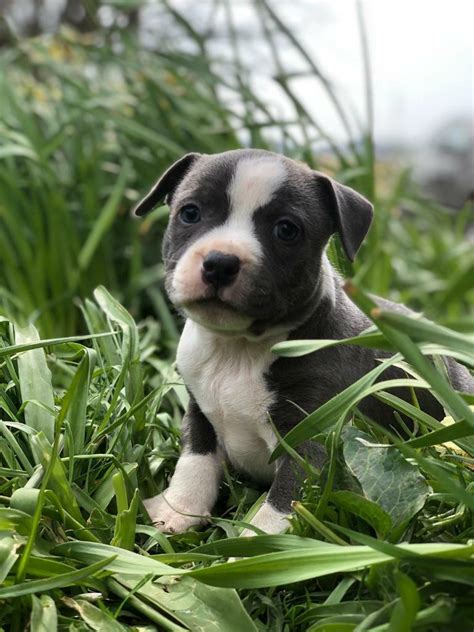 Staffy/ Staffordshire Bull Terrier pups/ free delivery | in Keith, Moray | Gumtree