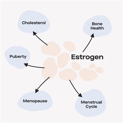 Signs and symptoms of high and low estrogen levels