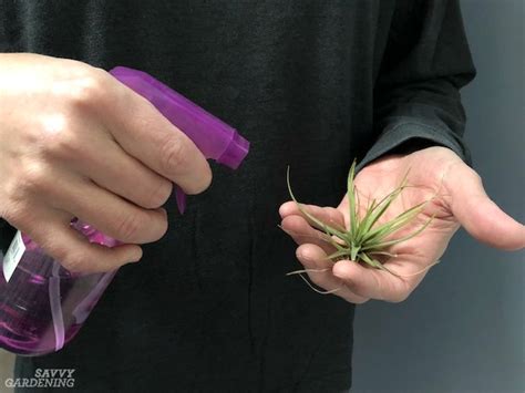 Air Plant Care: How to Tend, Fertilize, and Water Tillandsia