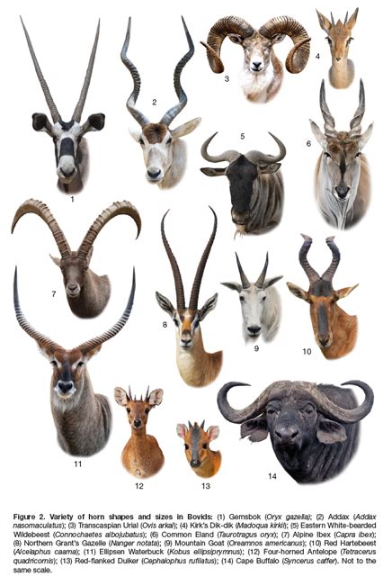 Bovids Of The World | Animals wild, Animal atlas, Animal guides