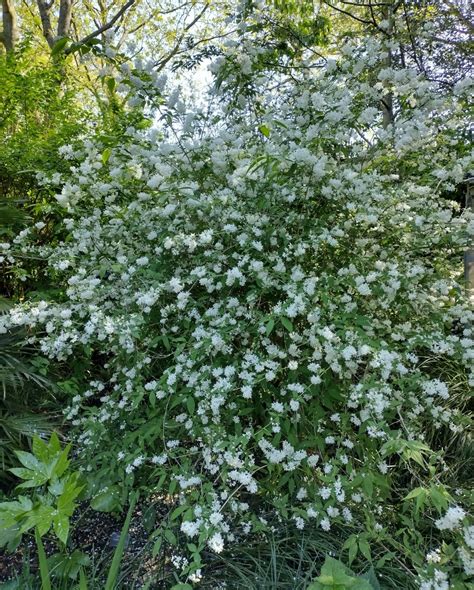 Deutzia gracilis - Trees and Shrubs Online