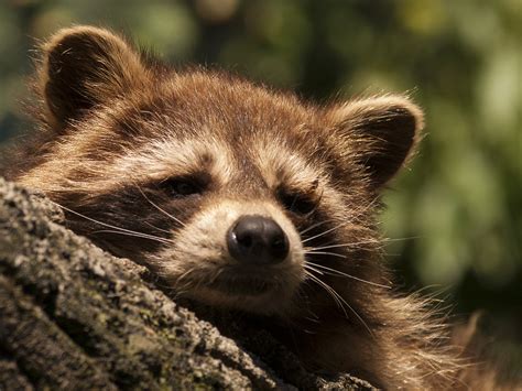 Raccoon | Free Stock Photo | Sleeping raccoon | # 17823