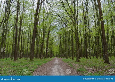 Forest Path among Tall, Green Trees in Spring Stock Photo - Image of park, wood: 186898486