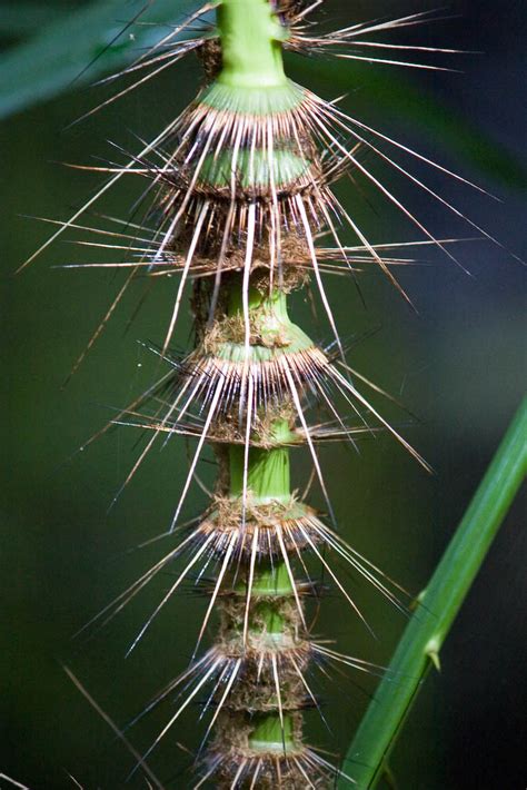 The Wild World of Rattan Palms — In Defense of Plants