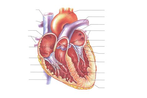 Unlabelled Diagram Of The Heart# - ClipArt Best