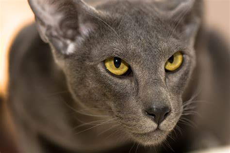 Papel de parede : gato, Olhos, Asiático, amarelo, azul, cinzento, pele, Bigodes, Azul russo ...