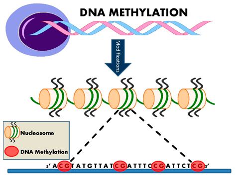 IJMS | Free Full-Text | Epigenetic Modifications in Essential ...