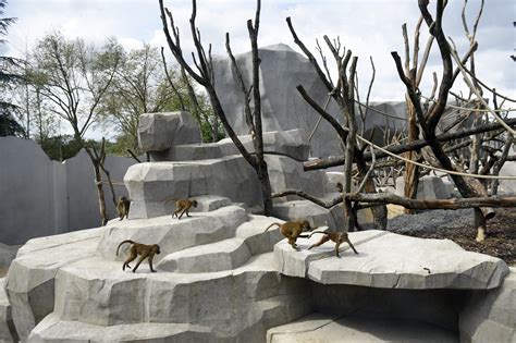 Paris zoo baboons escape enclosure prompting evacuation of Vincennes zoo park - CBS News