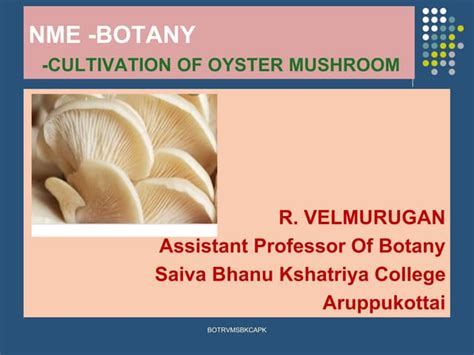 5 1 cultivation of oyster mushroom | PPT