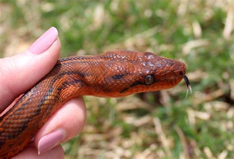 Shiraz really puts the "red" in Dominican Red Mountain Boa! : snakes