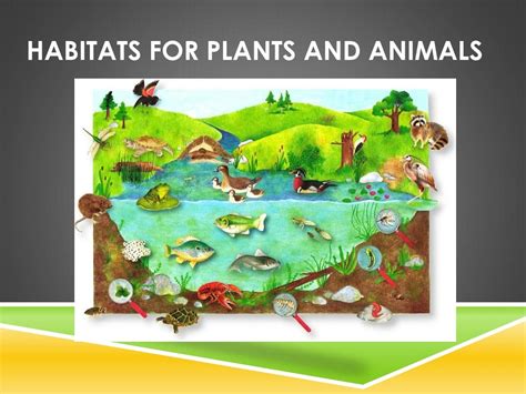 PPT - Habitats for Plants and Animals PowerPoint Presentation, free ...