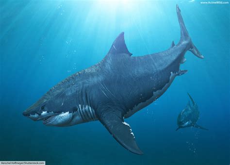 Megalodon Facts For Kids & Adults: The World's Biggest Ever Shark