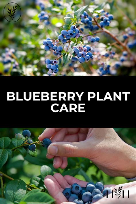 Blueberry plant care 🌱 🔍 Secrets to a fruitful harvest