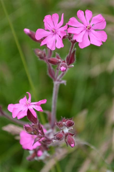 Learn How to Grow an Organic Garden | British wild flowers, Beautiful flowers, Botanical flowers