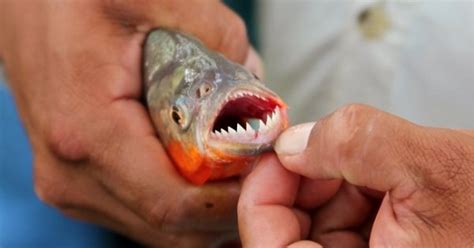 Footage Of Piranhas Feeding On Fresh Meat Is Scary And Fascinating At The Same Time