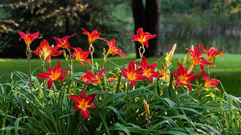 Perennial of the Month: Daylily - 16 Acres Garden Center